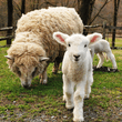 Sheep Shearing at Paradise Country